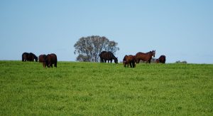 Burwood Stud Horses Grazing